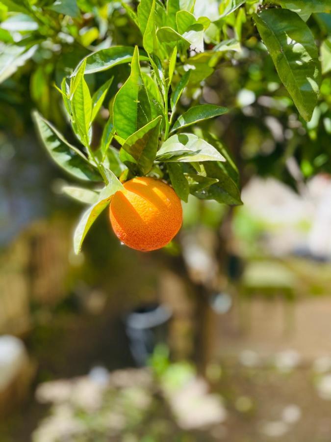 Il Giardino Di Iole Via Giovanni Amendola N36 Bed & Breakfast Сасари Екстериор снимка